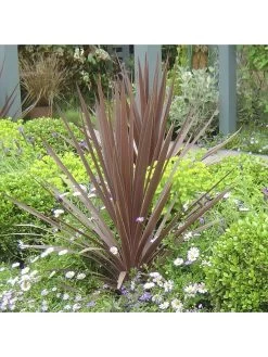 Cordyline Australis 'Red Star' - 2L Pot -Home Comprehensive VNT5B SQ3 0000000099 N A SLd1