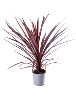Cordyline Australis 'Red Star' - 2L Pot -Home Comprehensive VNT5B SQ4 0000000099 N A SLd2