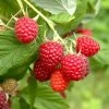 Raspberry Sweet Sunshine - 3 X 9cm Pots 1 Raspberry Sweet Sunshine - 3 X 9cm Pots -Home Comprehensive VNT5D SQ1 0000000099 N A SLf