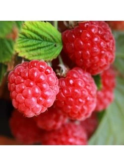 Raspberry Sweet Sunshine - 3 X 9cm Pots -Home Comprehensive VNT5D SQ3 0000000099 N A SLd1