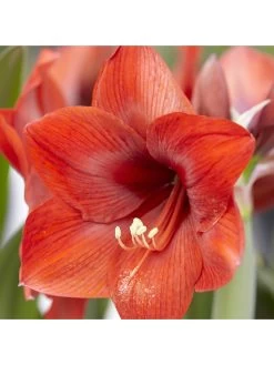 Amaryllis 'Red Lion' Bulb