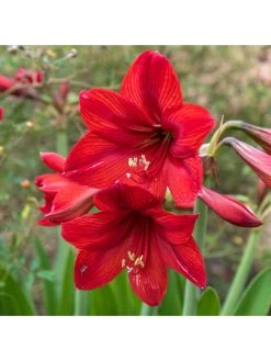 Amaryllis 'Red Lion' Bulb 7 Amaryllis 'Red Lion' Bulb -Home Comprehensive VOX6J SQ3 0000000088 NO COLOR SLd1