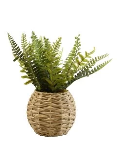 Very Home Fern In Natural Basket