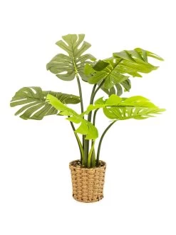 Very Home Faux Cheese Plant In Wicker Planter